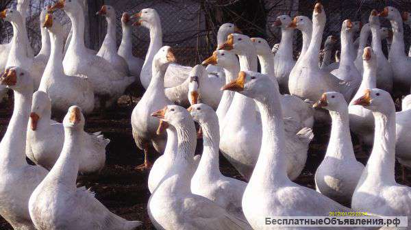 Деревенские гуси