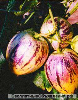 Дынная груша - Пепино экзотическое растение