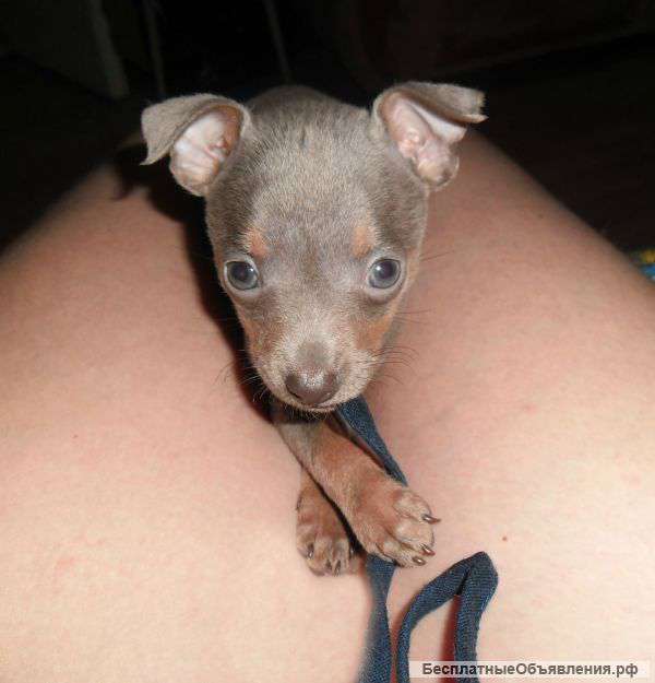 Русский той-терьер щенки с родословной