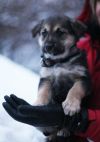 Щенок Лилу в добрые руки