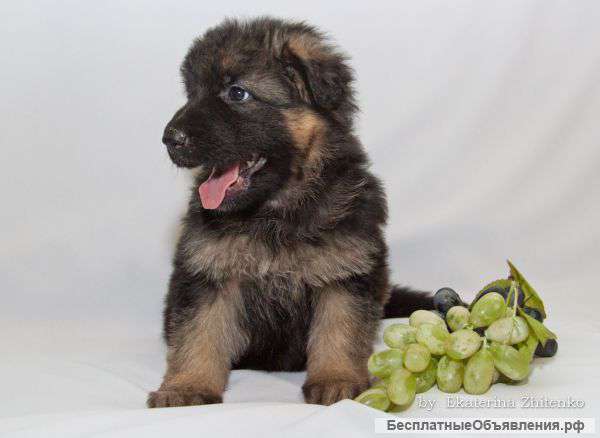 Щенки немецкой овчарки
