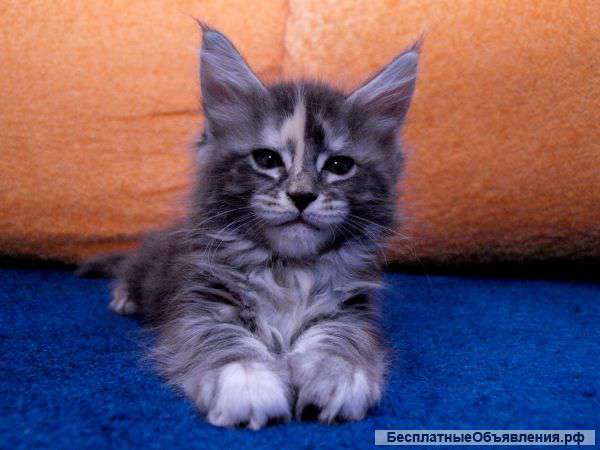 Котята Мейн Кун