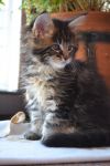 2 котят от титулованных родителей