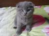 Шотландские вислоухие котята