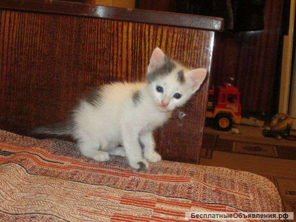 Милый малыш в добрые руки