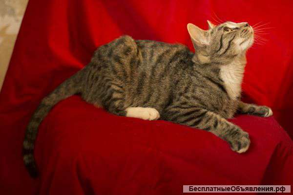 Котик ищет хозяина
