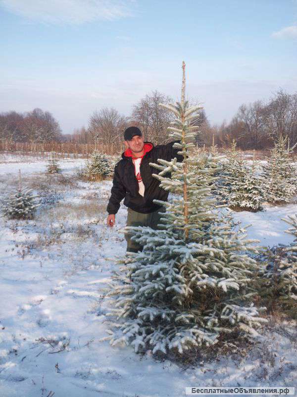 Озеленение участка