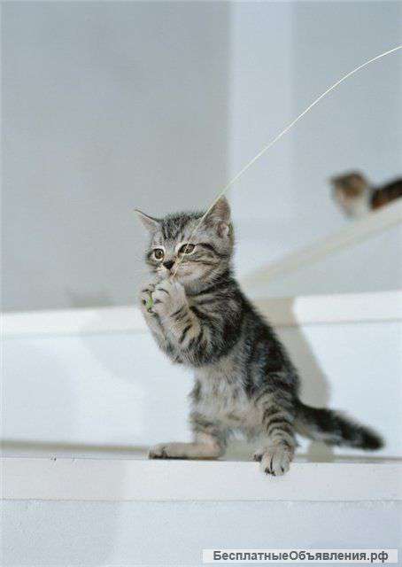 Отдам котят