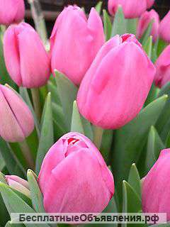 Принимаем заказы на формирование букетов к 8 марта