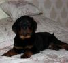 Щенки ротвейлера