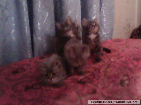 Котят в добрые руки
