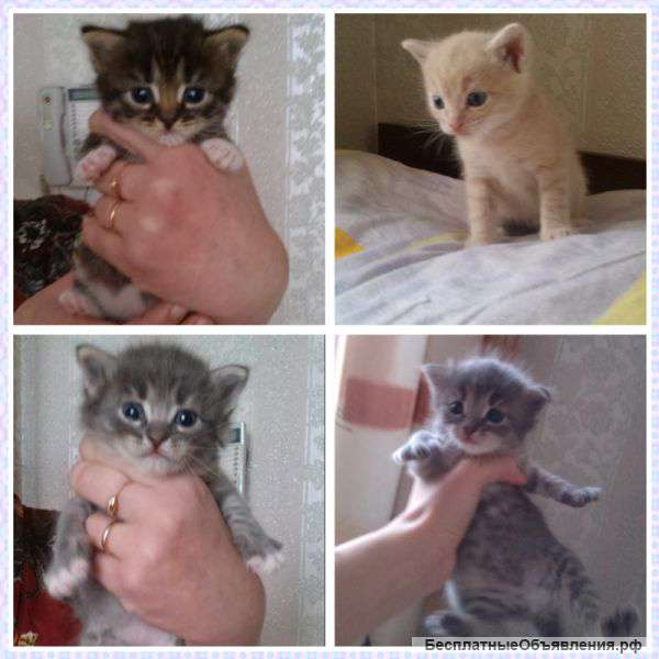 Котята даром
