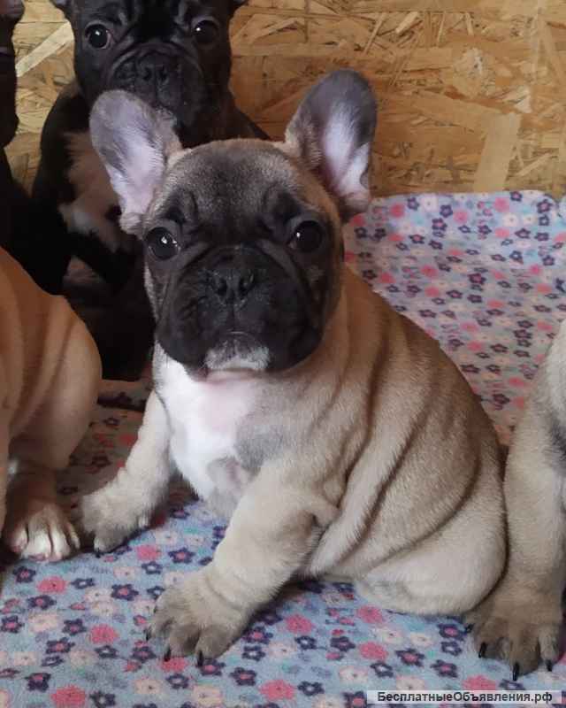 Щенки французиков для души и не только