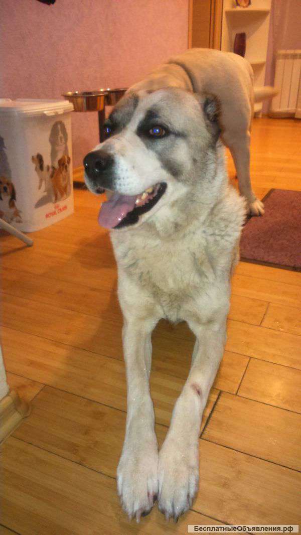 Найден алабай