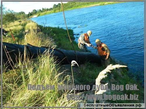 Натуральный морёный дуб, BOG OAK, в цельных стволах и брёвнах