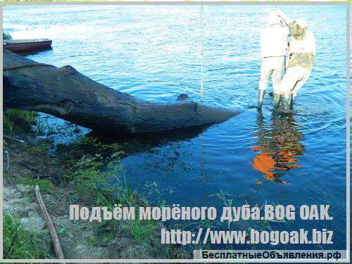 Добыча и переработка натурального морёного дуба. Bog oak