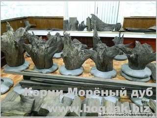 Уникальные части реликтовой древесины BOG OAK для изысканных интерьеров