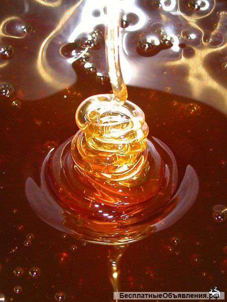 Мед натуральный оптом с собственной пасеки