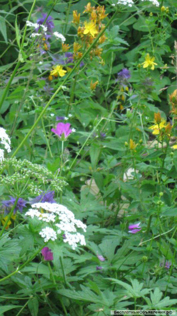 Козье молоко