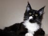 Шикарные Котик породы Мейн Кун