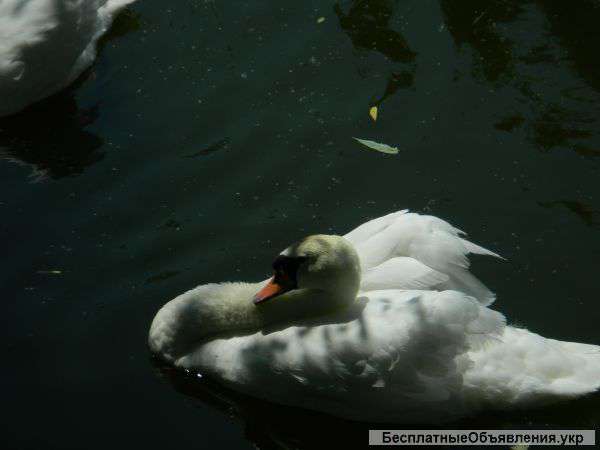 Работа для ветеринарный врачей и выпустников последних курсов