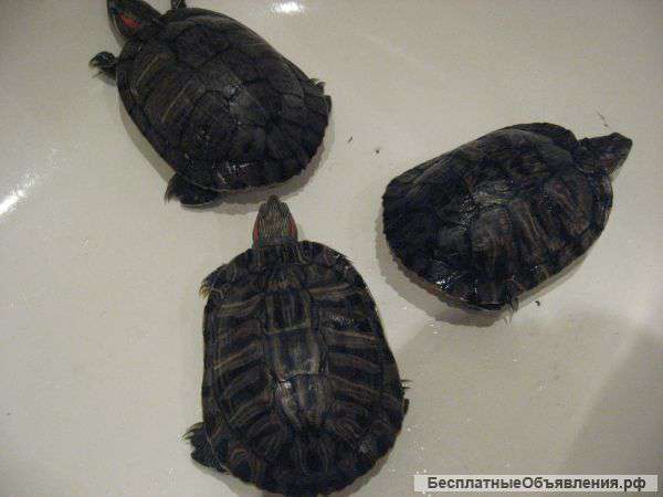 Красноухие черепахи