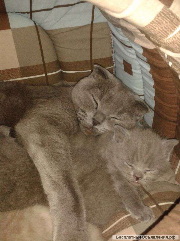 Котёночек британец ждет тебя