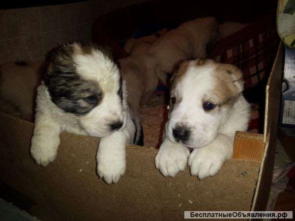 Крупные щенки Среднеазиатской овчарки