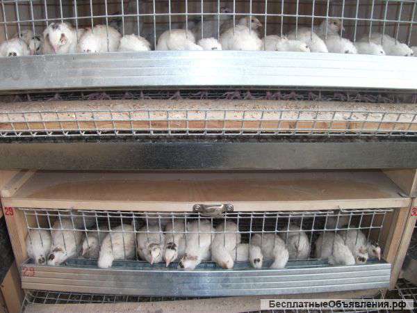 Яйцо инкубационное перепелиное