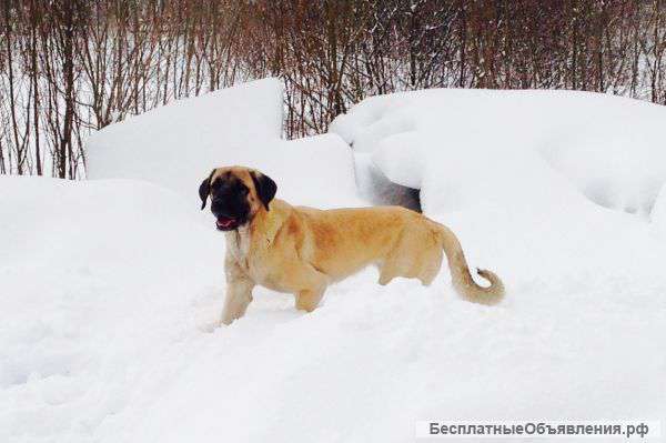 Щенки Кангала (Анатолийской овчарки) с документами РКФ