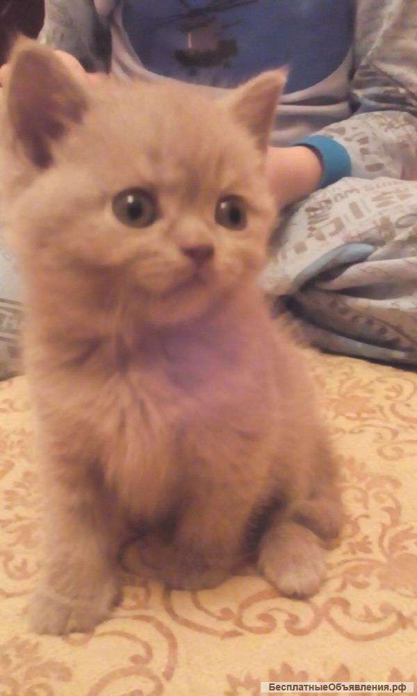 Британская девочка продается