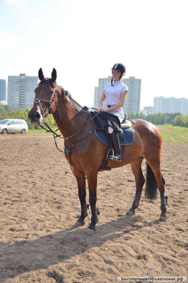 Уроки верховой езды с личным тренером