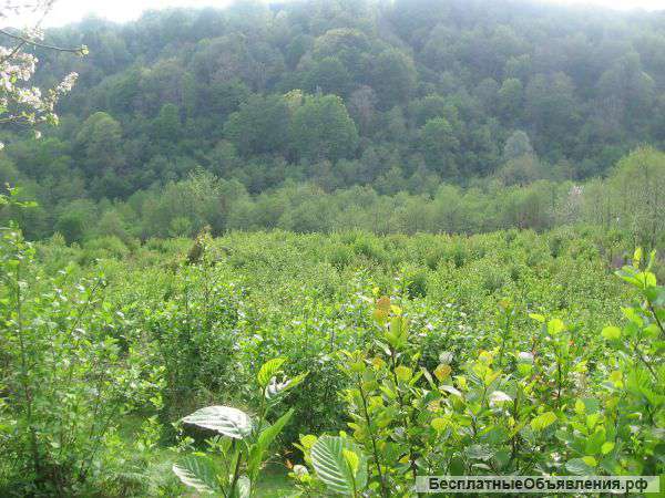 Земельный участок в Адлерском районе