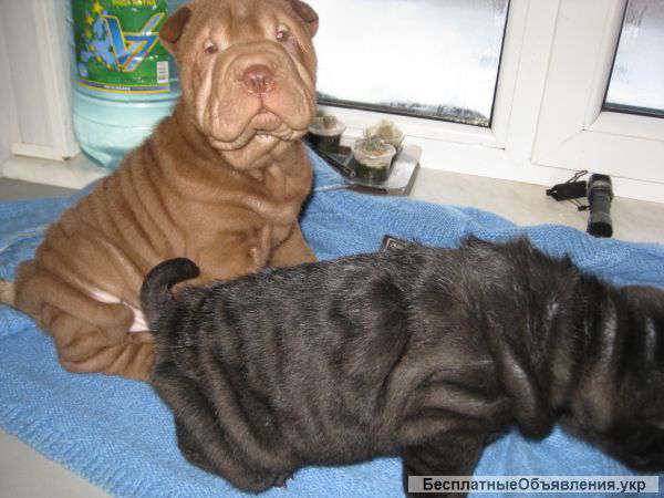 Породистые шарпеи