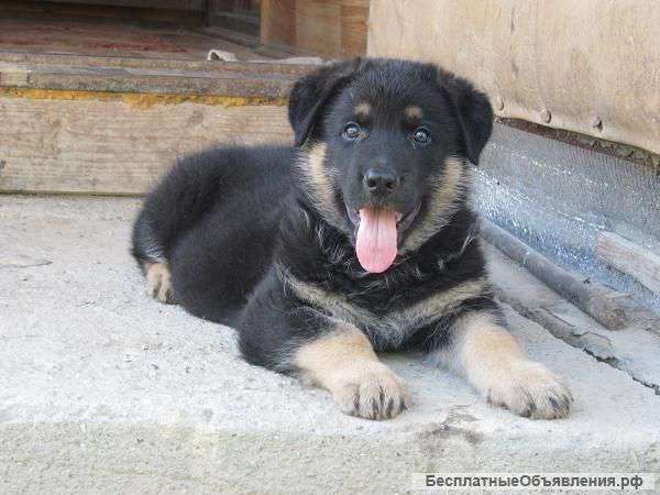 Восточно европейской овчарки щенки. Черный, зонарный