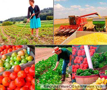 Нужны специалисты и разнорабочие в Польшу