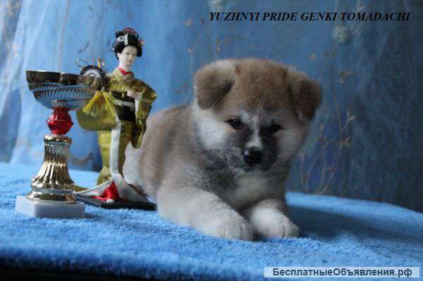 Щенки акита