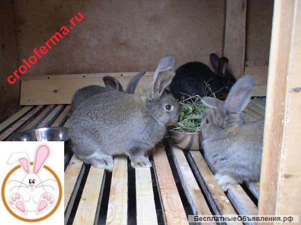 Кролики