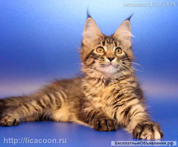 Мейн Кун - Чистокровные Котята