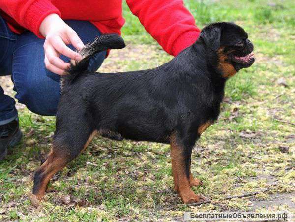 Профессиональный питомник продает щенков бельгийского гриффона и малого брабансона