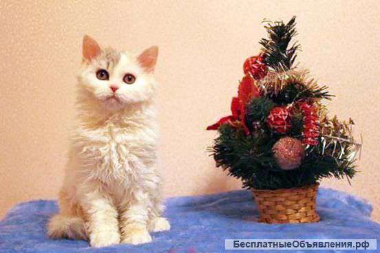 Котята селкирк-рекс и селкирк-страйт