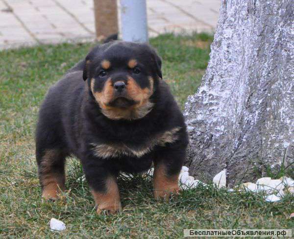 Щенки ротвейлера