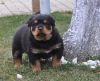 Щенки ротвейлера