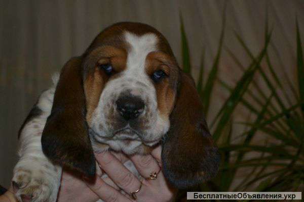 Бассет-хаунд