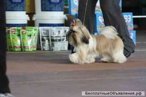 Перспективные щенки ши-тцу