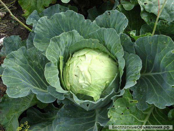 Консультации агронома и ландшафтного дизайнера