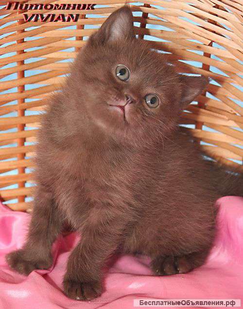 Британские шоколадные котята из питомника VIVIAN
