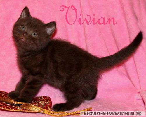 Британские шоколадные котята из питомника VIVIAN