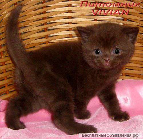 Британские шоколадные котята из питомника VIVIAN