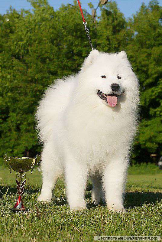 Резервирование щенков самоедской собаки
